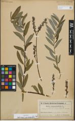 Foto von Salix repens subsp. rosmarinifolia (L.) Andersson